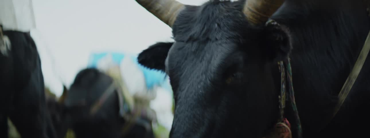 Oxen Carrying Supplies: Group Trek with Human Handlers