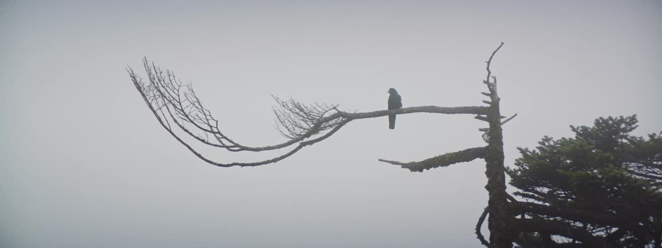 A bird perched on a dead tree branch in nature
