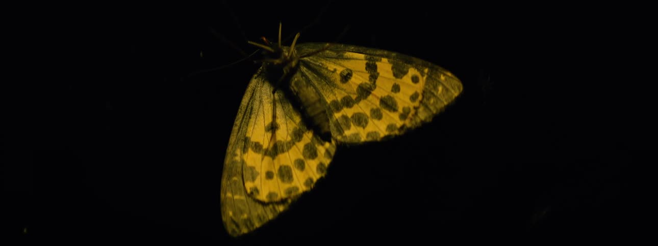 A butterfly and ant rest on glass