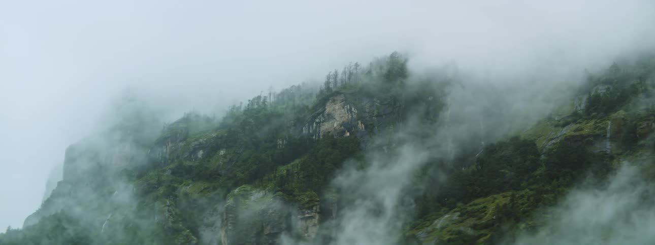 A calming view of a forest covered in clouds