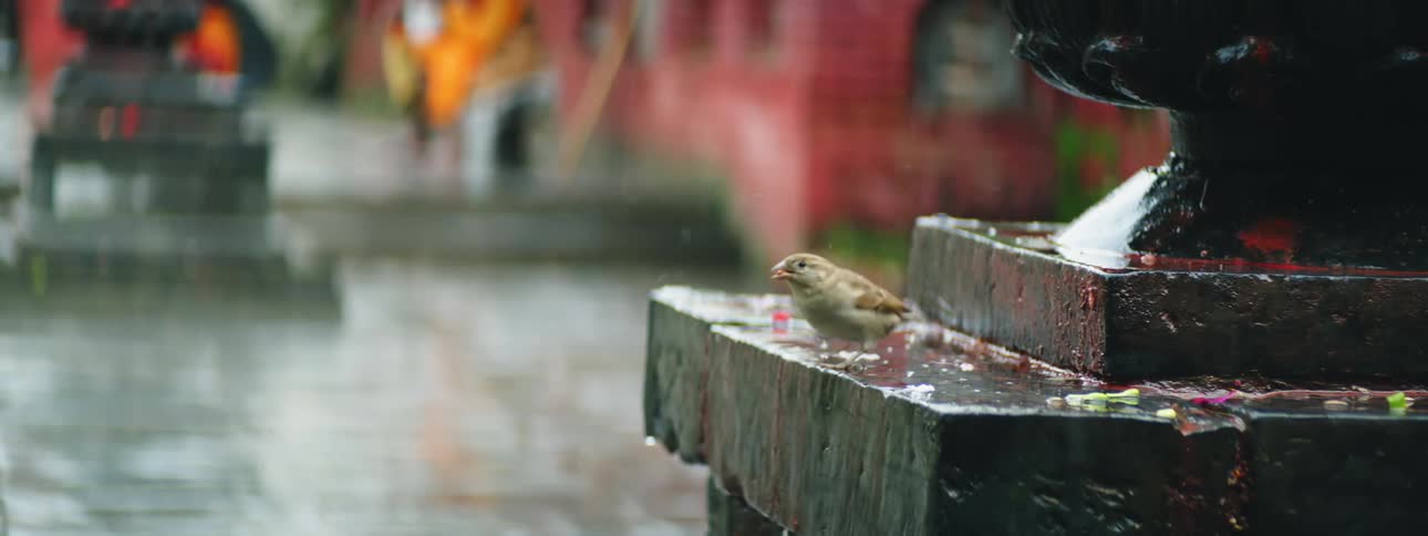 Small bird hopping on statue pedestal catches something in its beak before flying away