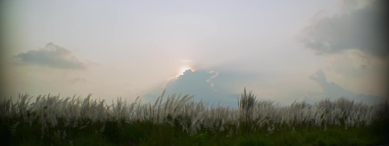 A breeze blowing through tall meadow grass in summer