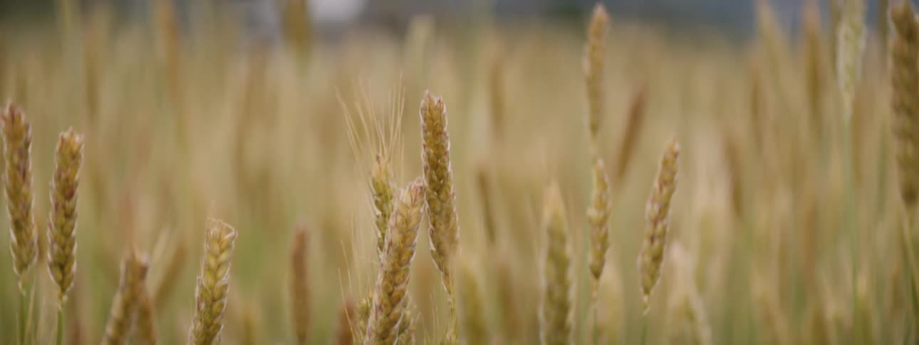 Glistening Morning Wheat Field Close-Up