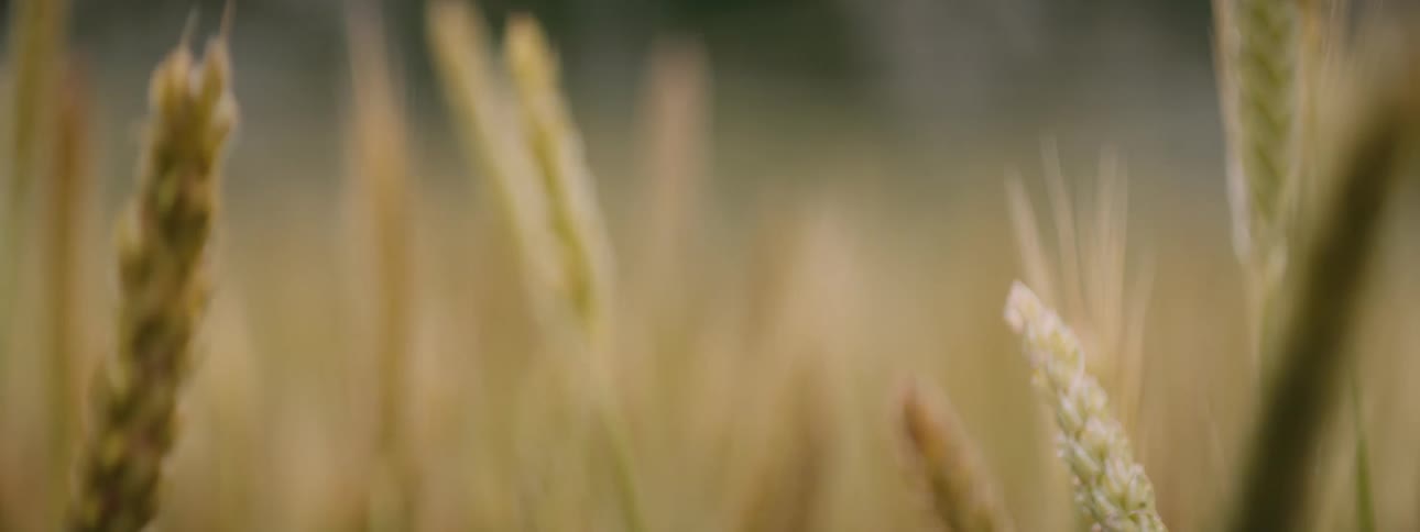 An insect flies over wheat in a field as it sways in the breeze