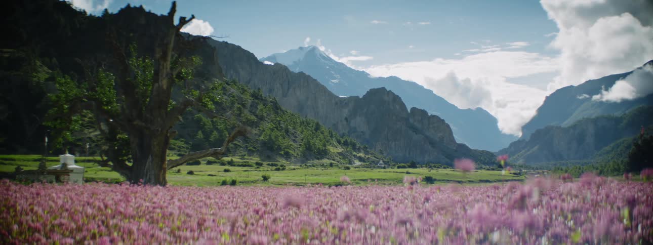 Purple Flowers in Nepalese Mountain Field