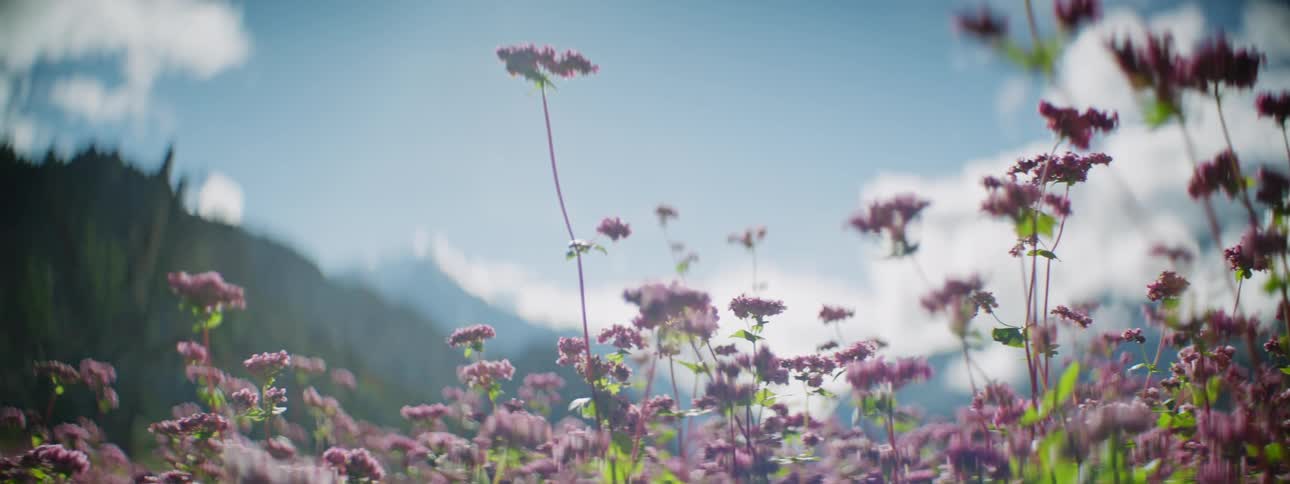 Picturesque Field with Purple Flowers and Green Plants