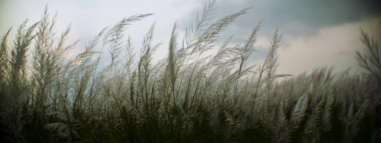 Landscape of plants swaying in the wind in the field at dusk