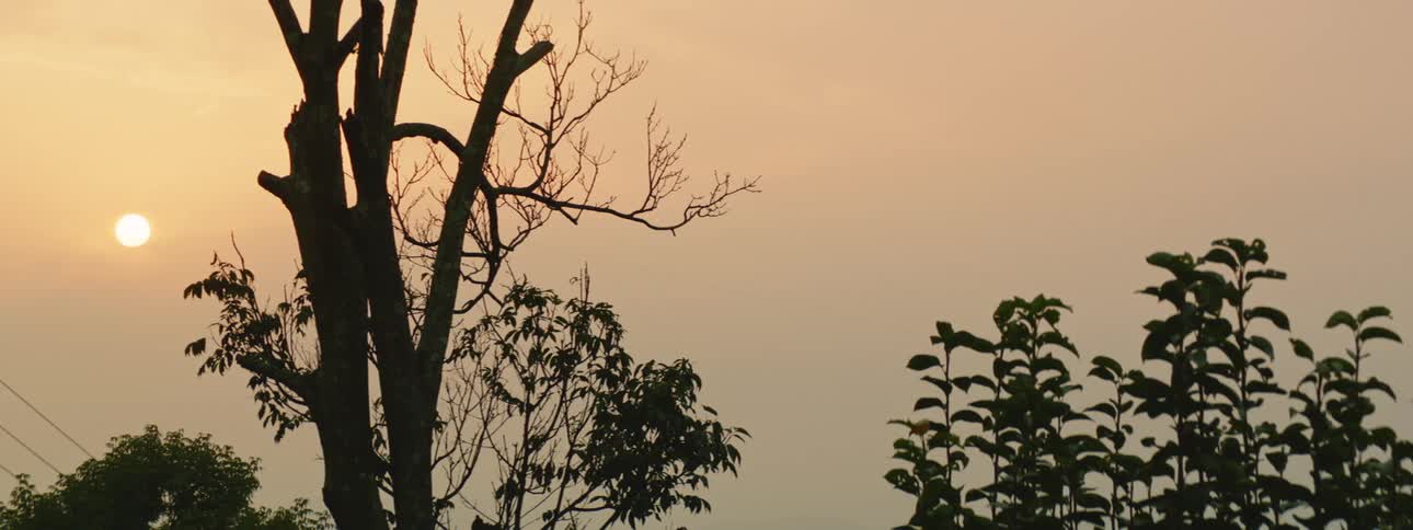 Bushes and trees near power lines contrast with red sky