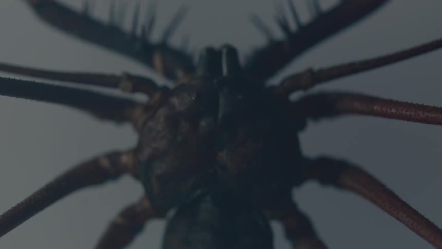 Light slowly uncovers a large spider