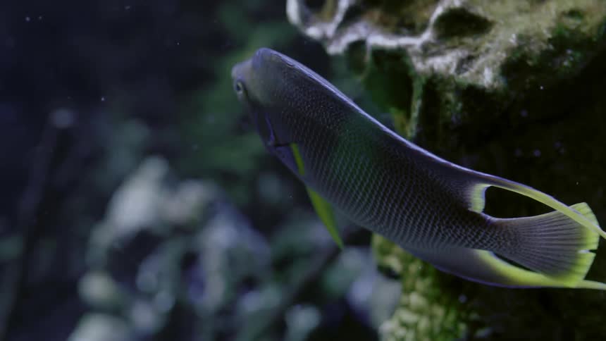 A fish is swimming around rocks