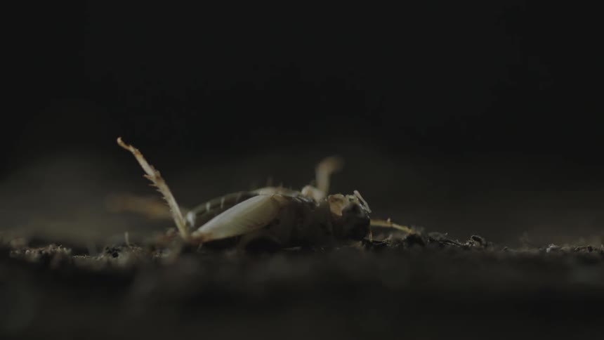 A cricket flails on its back on the ground