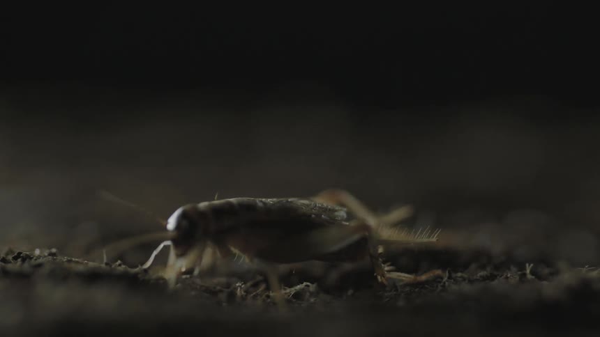 A small bug crawls in the dirt