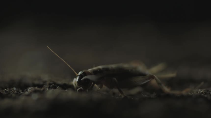 A cricket in dirt