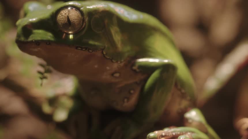 A green frog perched on a stick