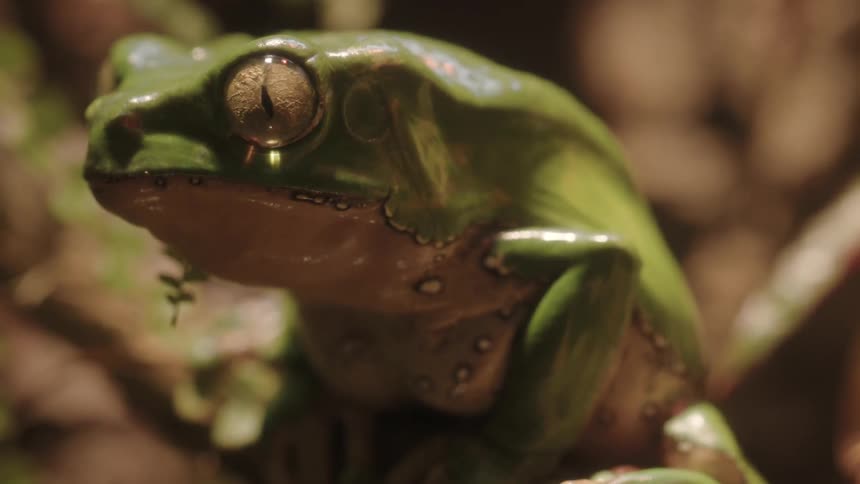A green frog sits on a branch
