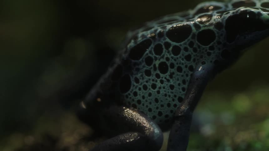 A frog jumps in the grass then jumps away