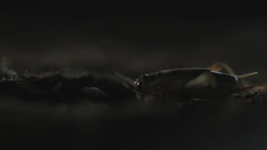 A cricket walks over the dirt