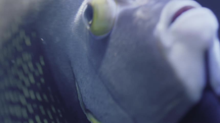 A spotted blue fish is swimming