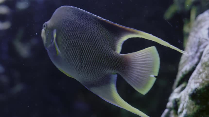 A blue and yellow fish swims away from the rocks