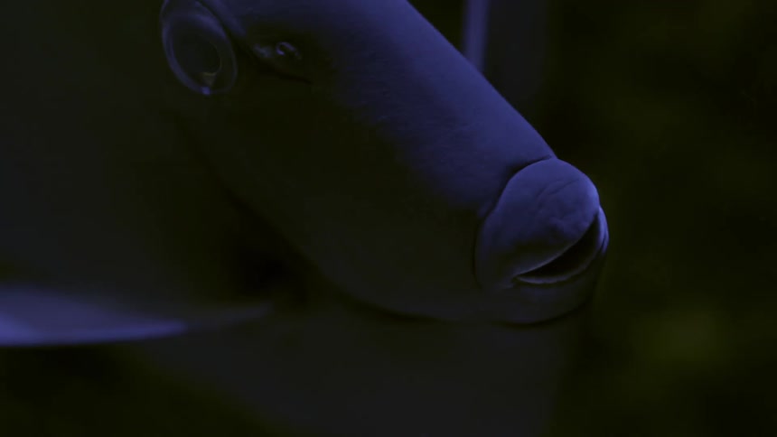 A fish is swimming around