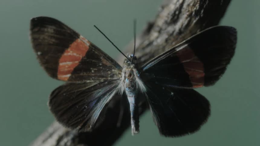 A butterfly is perched on a branch