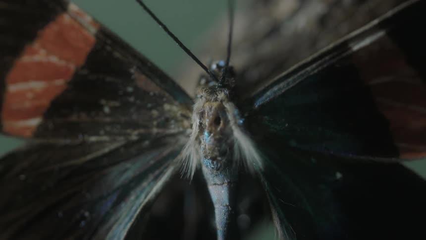 A butterfly has red and black wings