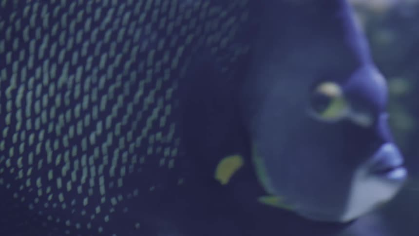 A fish is swimming turning around
