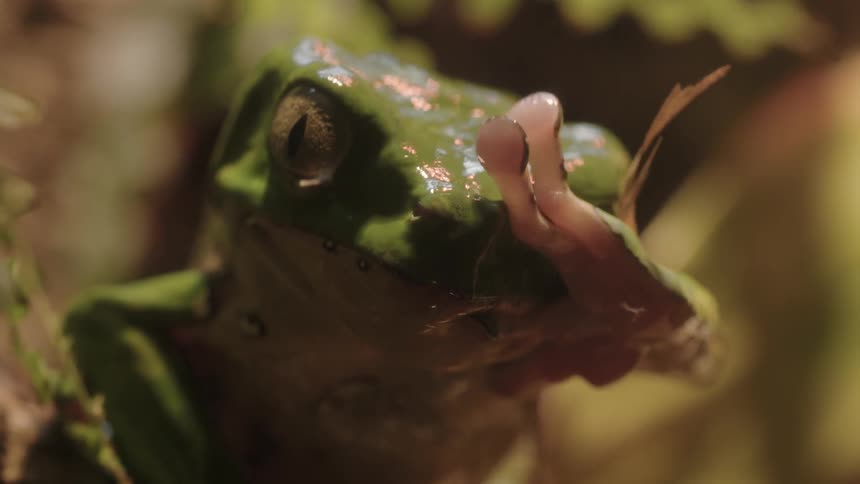 A frog lifts it's arm up over it's head wiping it