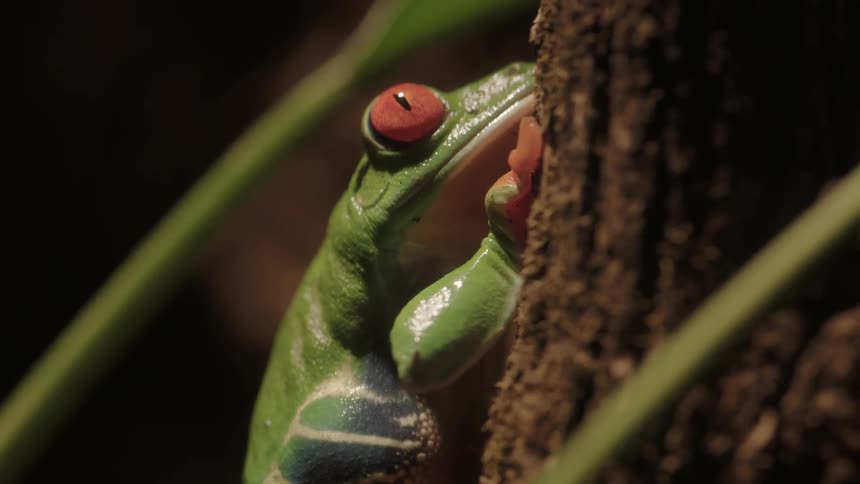 Close-up of a tree frog