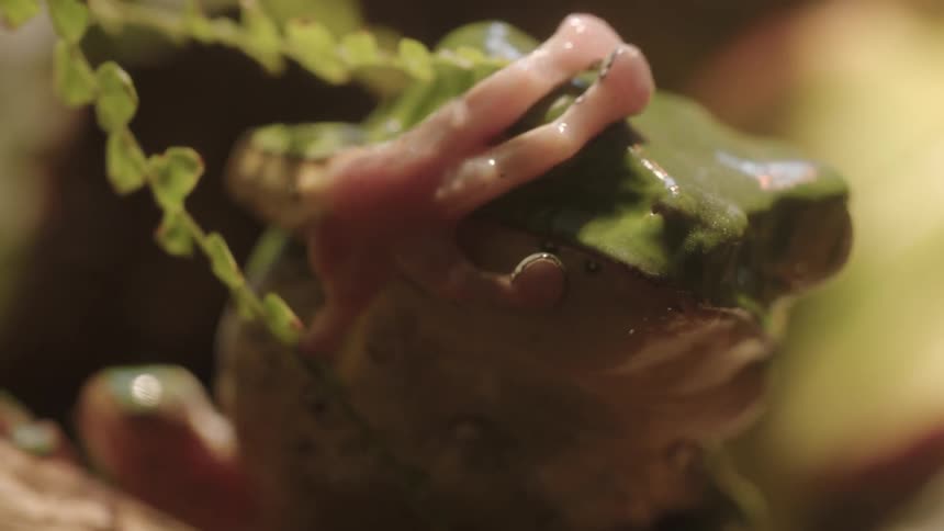 A frog brushes it's face with its arm