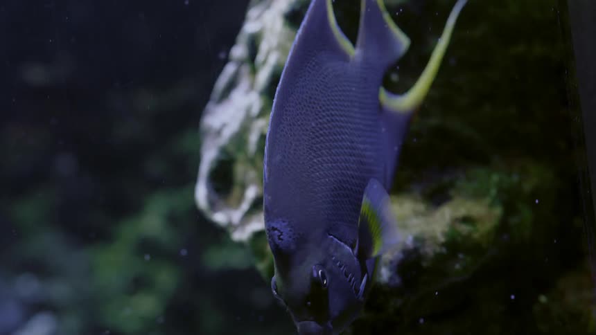 A fish swims underwater