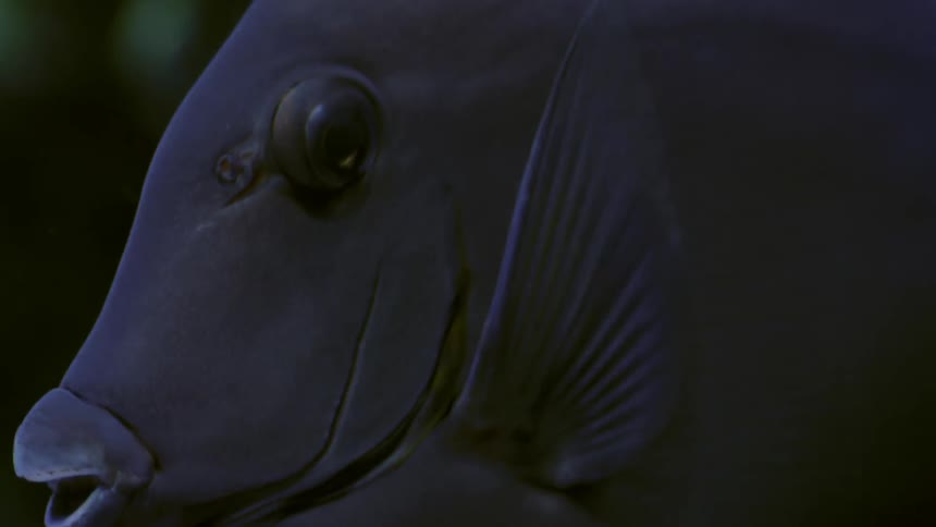 A blue fish is swimming