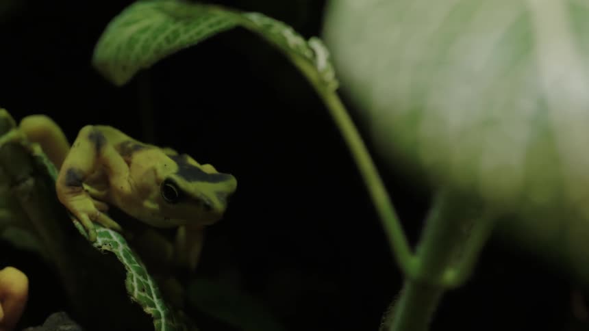 Frog resting on leaves
