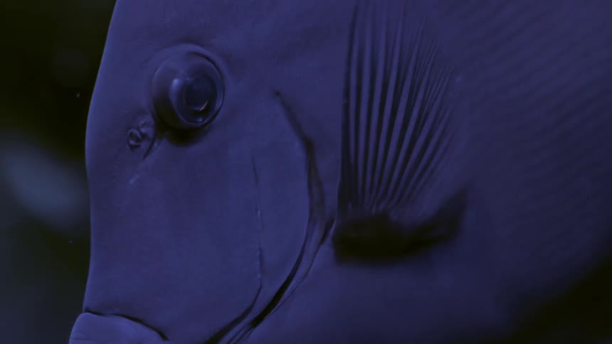 A blue fish swims around