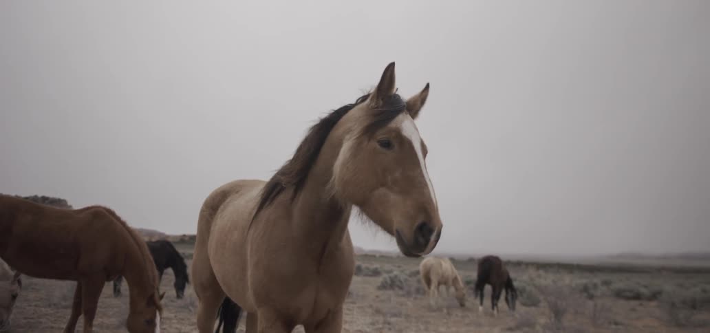 A horse looks around the prairie, while other horses graze nearby