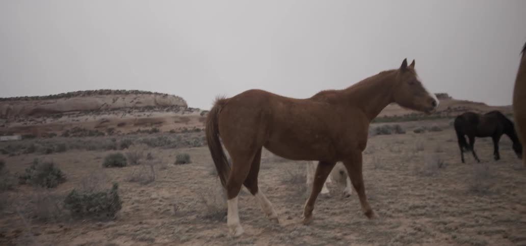 Horses are standing on a field on a cloudy day