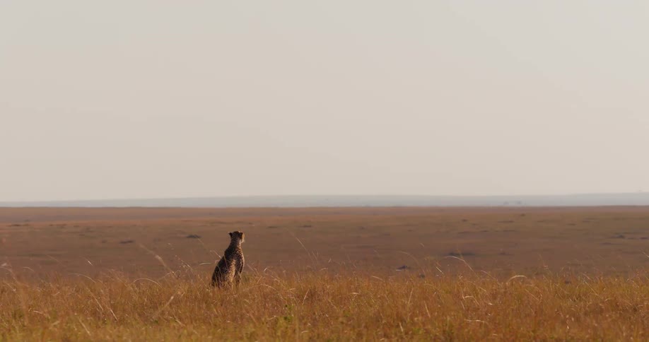 A cheetah is sitting in the jungle during sunset