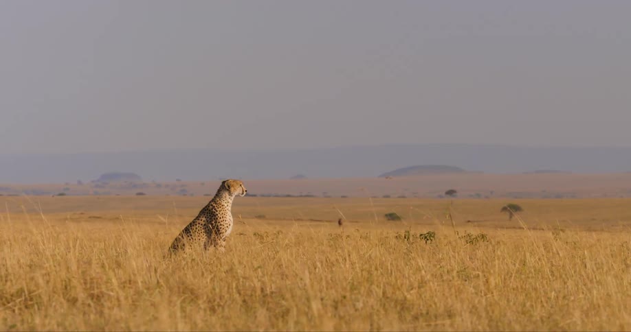 A cheetah sitting alone on a big field taking in its surroundings