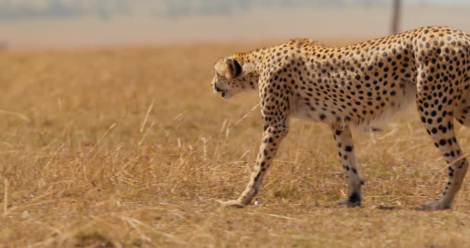 A cheetah walking through a dry grassland looking around