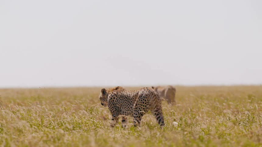 Spotted cheetahs walk through an open field