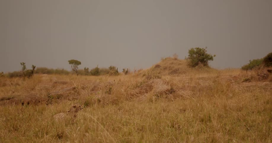Cheetah resting on the yellow grass in the savannah