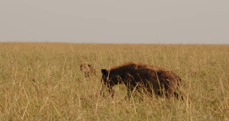 A hyena eats away at a carcass as a cheetah sits calmly nearby