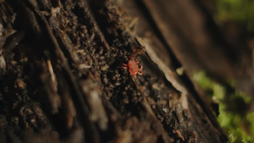 Parasitic Insect Exploring Moldy Ground