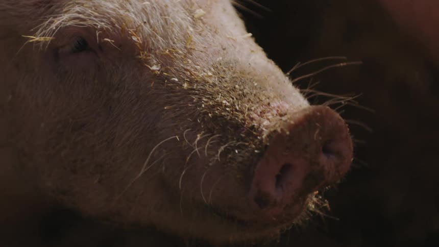 Close-up of Pig Eating on a Farm