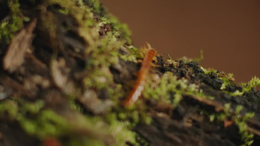 Centipede Crawling Over Moss-Covered Bark in Close-Up