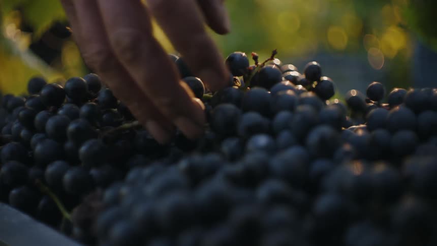 Grape Harvest: Gathering and Packing Freshly Picked GrapesGrape harvest