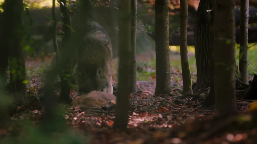 Grey Wolf Feeding on Carcass: Intense Wildlife Feeding Behavior