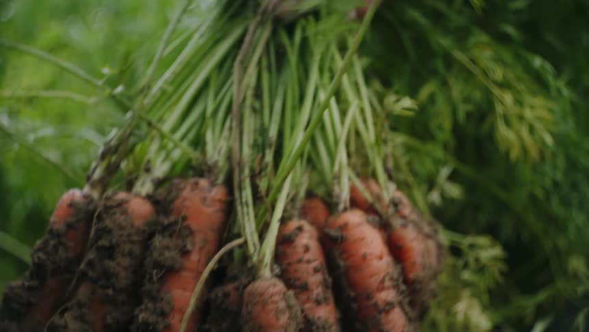 Gardener Harvesting Fresh Carrots from Moist Soil