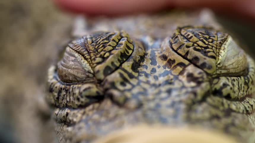 A person petting a small reptile the resembles a crocodile with one finger while its eyes shut and then open