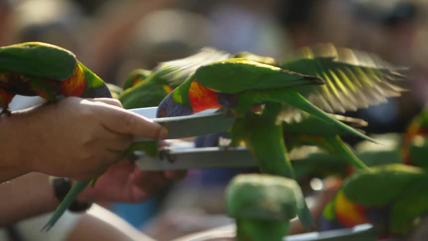 A person is feeding tropical birds outdoors